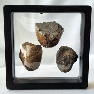 Late Cretaceous Fossilized Ammonite Natural History Display Specimen Trio Rare‎
